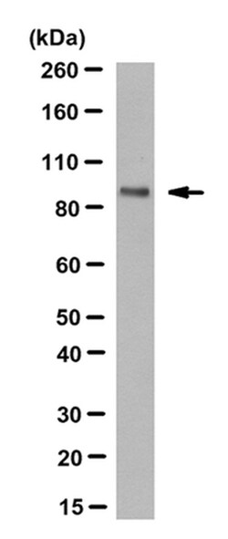 MilliporeSigma&trade;&nbsp;anti-BORIS/CTCFL Clone: 4A7,